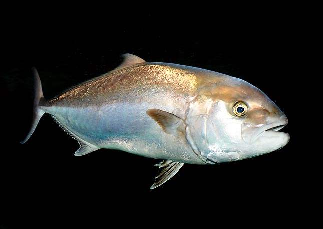 In pesci scattanti, come la Seriola dumerili, la vescica natatoria è un importante organo idrostatico © Mazza
