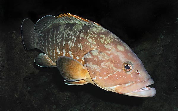 L’Epinephelus marginatus est une espèce protégée en Méditerranée © Giuseppe Mazza