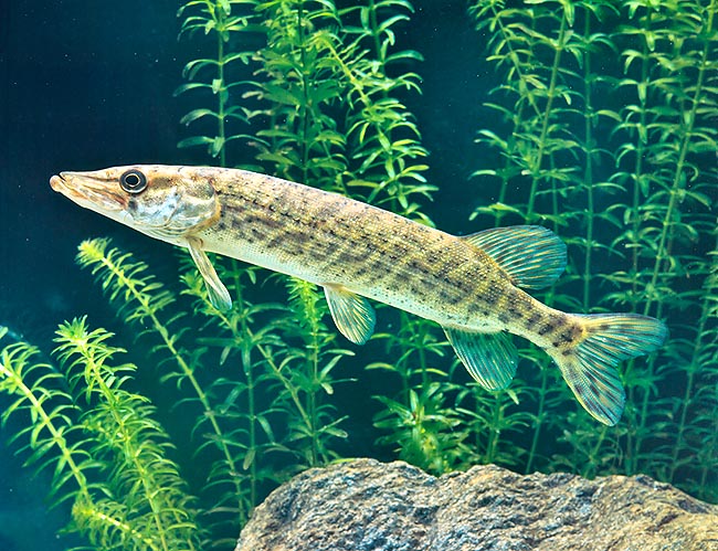 L’Esox lucius peut atteindre 1,5 m de longueur. Très apprécié des gourmets © Giuseppe Mazza