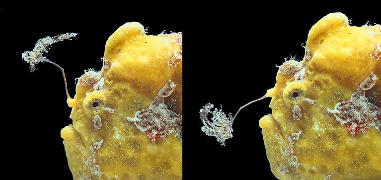 Cette drôle canne à pêche de l’Antennarius pictus attire de petites proies, englouties avant même qu’elles s’en aperçoivent © G. Mazza