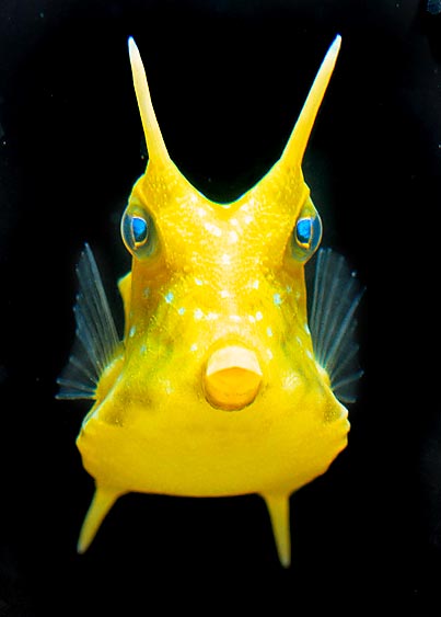 La Lactoria cornue est un Poisson Coffre typiques © Giuseppe Mazza