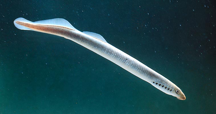 La Lampetra zanandreai est un organisme à nutrition détrivore-filtratoire, vu qu’elle est dépourvue de mâchoires © Giuseppe Mazza