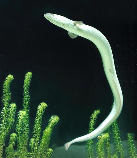 Les anguilles effectuent de lointaines migrations pour se reproduire © Mazza