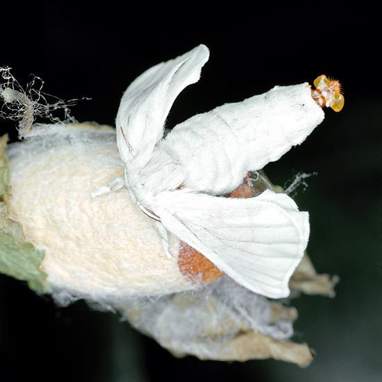 Le femmine del Bombyx mori emettono, dall'apice dell'addome, ferormoni irresistibili © G. Mazza