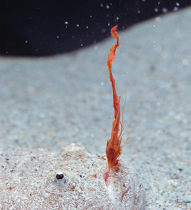 L’Uranoscopus scaber n’en a pas besoin. Enfoncé dans le sable attire ses proies avec un faux ver © G. Mazza