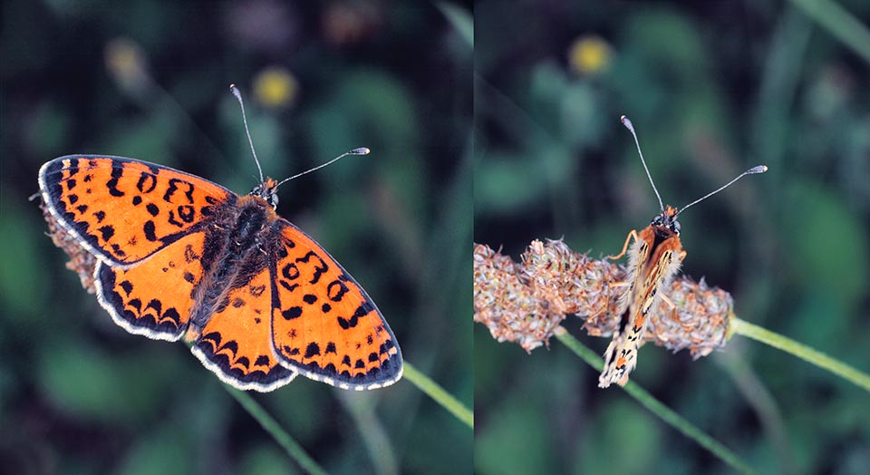 Tali cambiamenti di colore repentini hanno senza dubbio anche un valore mimetico, come il chiudere le ali, che fa sparire in un attimo questa Melitaea didyma © G. Mazza