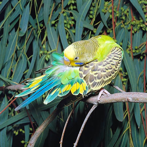 Melopsittacus undulatus © Giuseppe Mazza