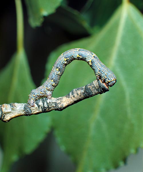 When moving, Geometrids caterpillars seem to measure the branches © Giuseppe Mazza