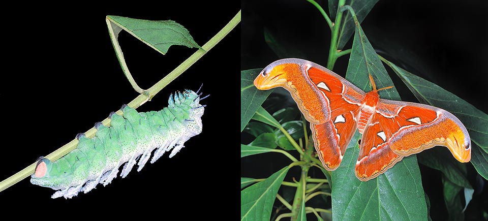 Niente in confronto a questa loro parente, l’Attacus atlas, detta "farfalla cobra" per l’inquietante apice delle ali, che sfiora i 30 cm con bruchi di 15-17 cm © G. Mazza