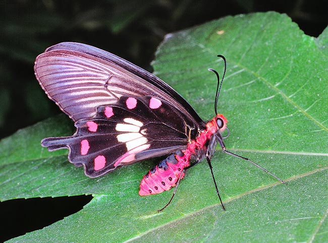 Pachliopta aristolochiae. Le farfalle diurne, dette Ropalocere, hanno spesso colori sgargianti © Giuseppe Mazza