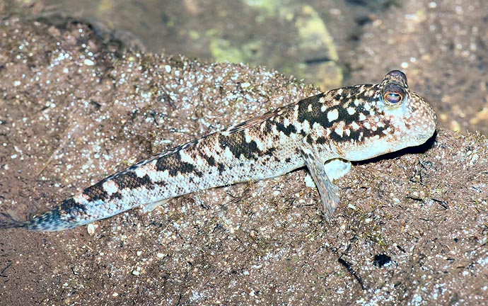 Periophthalmus kalolo des zones littorales des Seychelles © Giuseppe Mazza