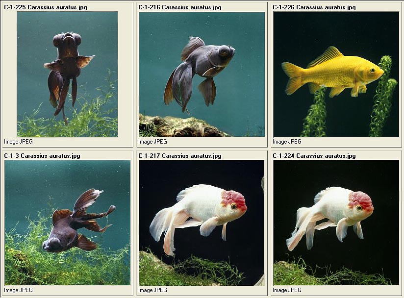 jpg_Pescidolc2.jpg