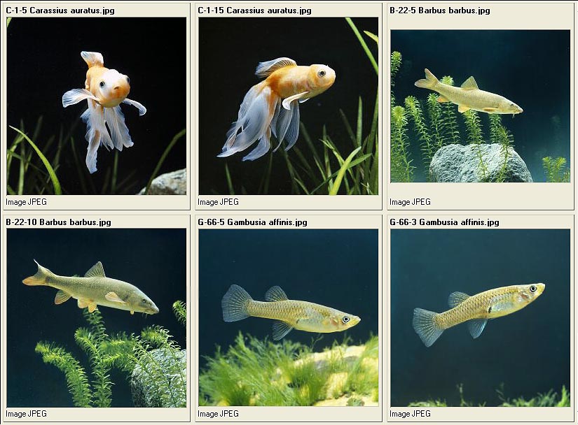 jpg_Pescidolc5.jpg