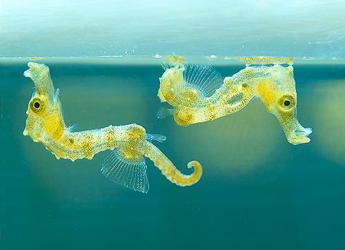 Petits hippocampes venant de naître © Giuseppe Mazza