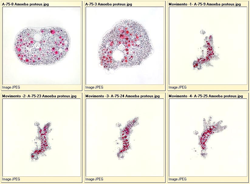 jpg_Protista2.jpg