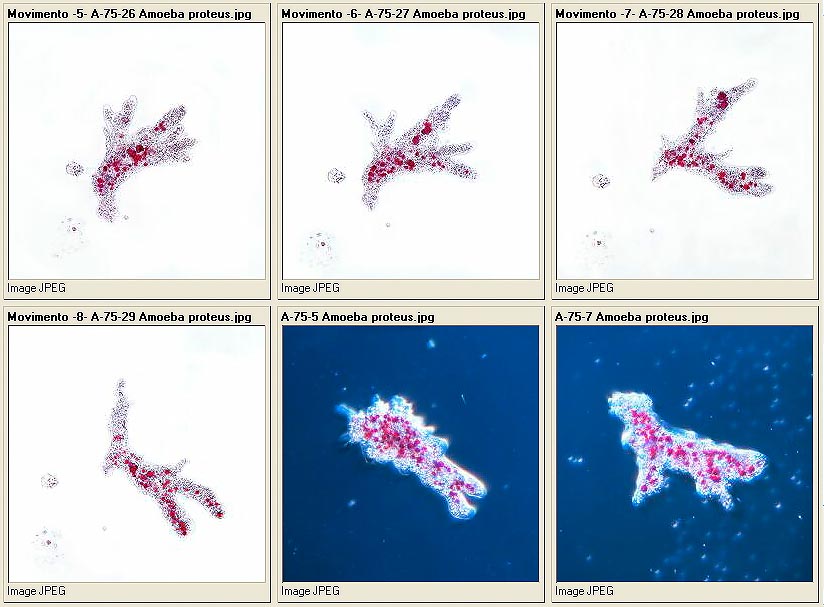 jpg_Protista3.jpg