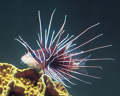 Pterois radiata, rascasse de luxe © Giuseppe Mazza