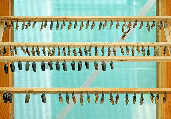 Here they check, on various species, the impact of cold on chrysalises © Giuseppe Mazza