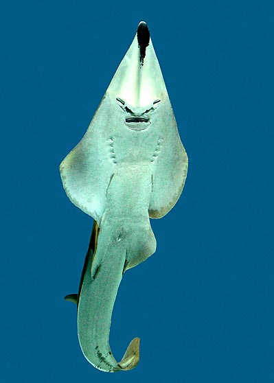 Rhinobatus typus © Giuseppe Mazza