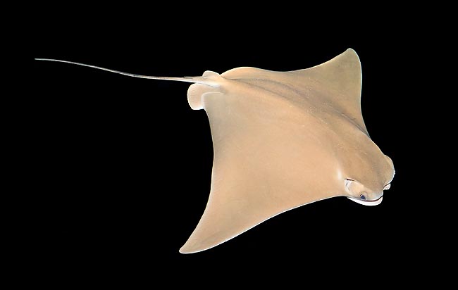 Rhinoptera marginata © Giuseppe Mazza