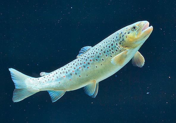 Salmo trutta fario © Giuseppe Mazza