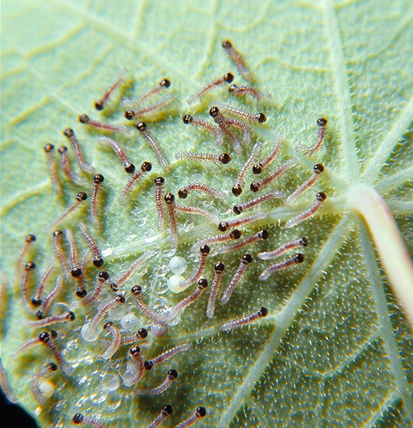 Eggs hatching with small caterpillars of Plusia gamma © Giuseppe Mazza