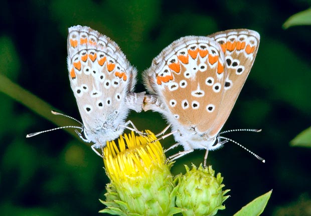 Without ignoring the sweet life duties like these Aricia agestis in love © Giuseppe Mazza