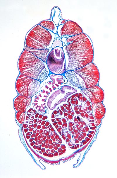 Section transversale d’Amphoxius au microscope. En haut, au centre, on voit la corde dorsale. Au-dessus, la moelle épinière et sur les côtés les muscles. Au-dessous sont visibles les branchies et le tube digestif. En bas on note la présence de nombreuses gonades © Giuseppe Mazza