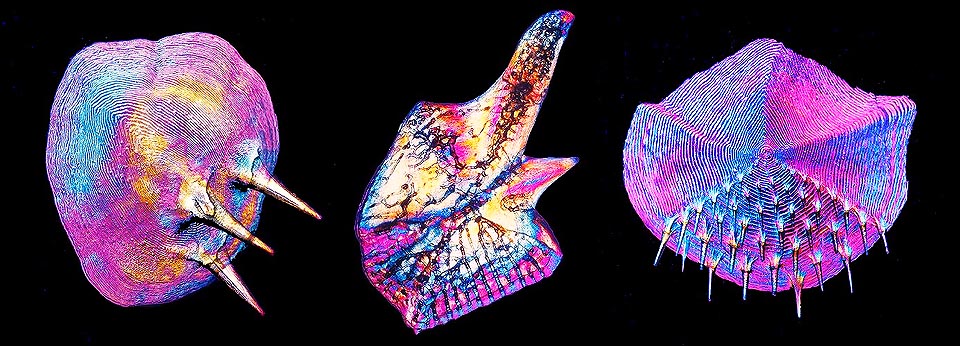 Ecaille cténoïde de Trachyrhynchus scabrus - Ecaille ganoïde de Calamoichthys - Ecaille épineuse de Coelorhynchus coelorhynchus © Giuseppe Mazza