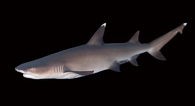 Triaenodon obesus © Giuseppe Mazza