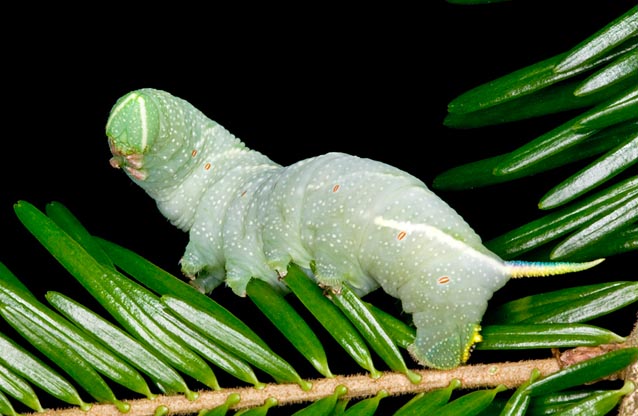 Wagging puppy? No, Lime hawk-moth caterpillar, accidentally fallen on a conifer © Mazza