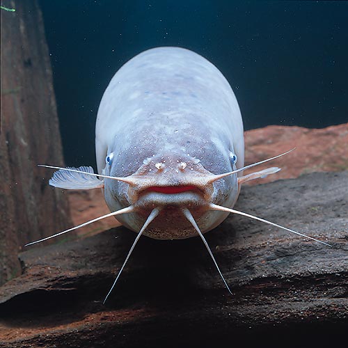 Un pesce gatto elettrico (Malapterurus electricus) coi suoi bargigli © Giuseppe Mazza