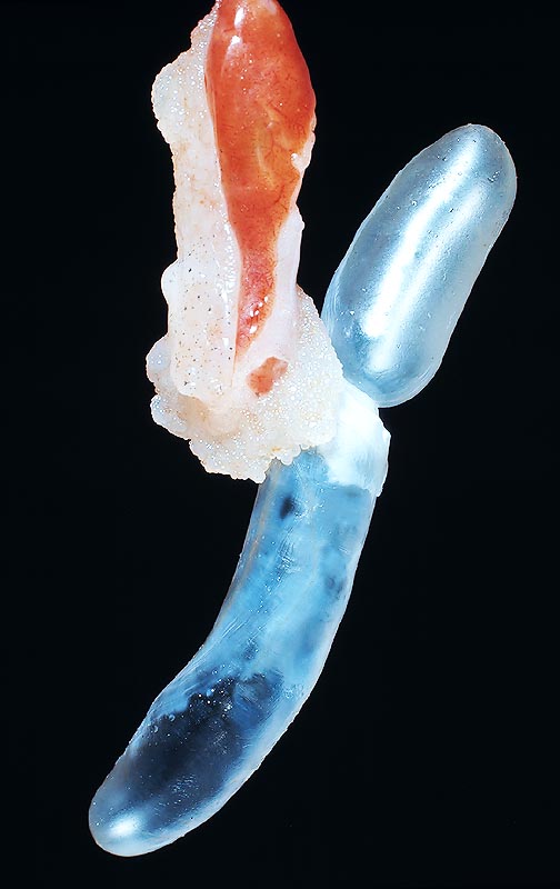 Vessie natatoire d’Ablette ( Alburnus alburnus ) un Cyprinidé "Phisocliste". En haut à gauche, on remarque un zone blanche riche en graisse, qui recouvre le pharynx en rouge. C’est pour cette raison qu’on l’a également appelée "vessie natatoire grasse" © G. Mazza