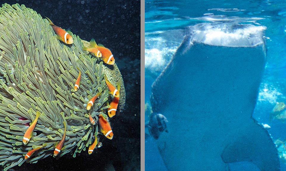 Les poissons clowns, comme Amphiprion nigripes, et le Requin-baleine (Rhincodon typus) sont des dévoreurs de plancton.