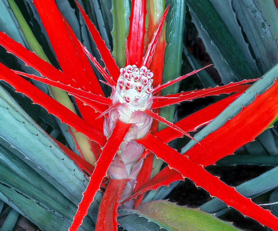 Bromelia balansae