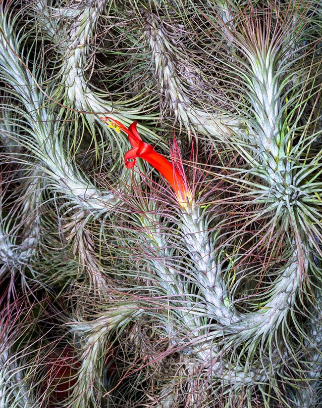 Tillandsia andreana