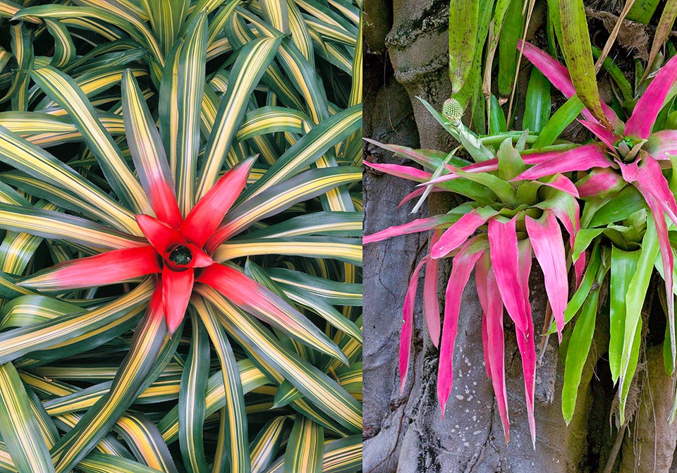 Neoregelia carolinae, Aechmea pectinata