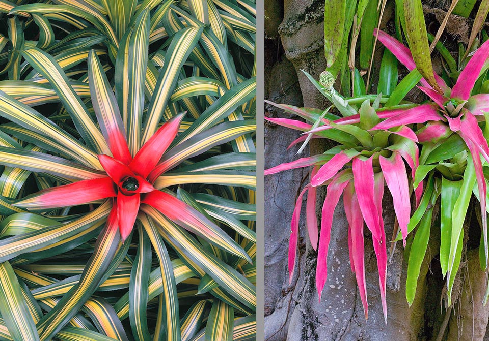 Neoregelia carolinae, Aechmea pectinata Cependant, les feuilles sont généralement très larges et colorées pour attirer les pollinisateurs. Ici Neoregelia carolinae var. tricolor et Aechmea pectinata