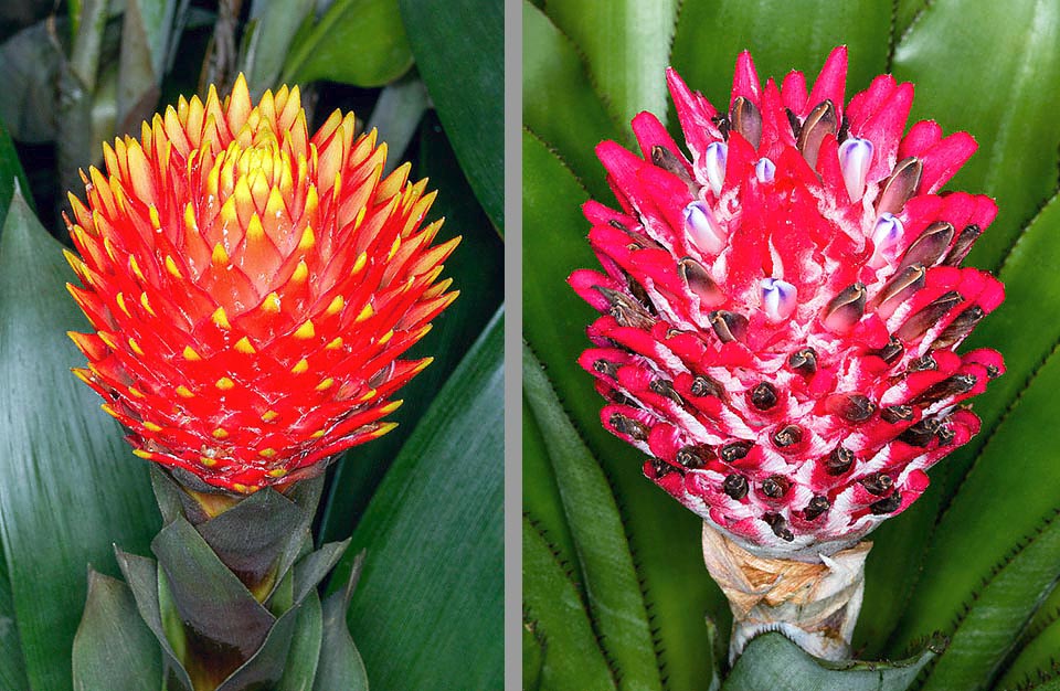 G/137/2 Guzmania conifera Les inflorescences aussi font tout pour se faire remarquer. Ici la hampe conique flamboyante de Guzmania conifera et celle, non moins voyante, de Quesnelia arvensis.