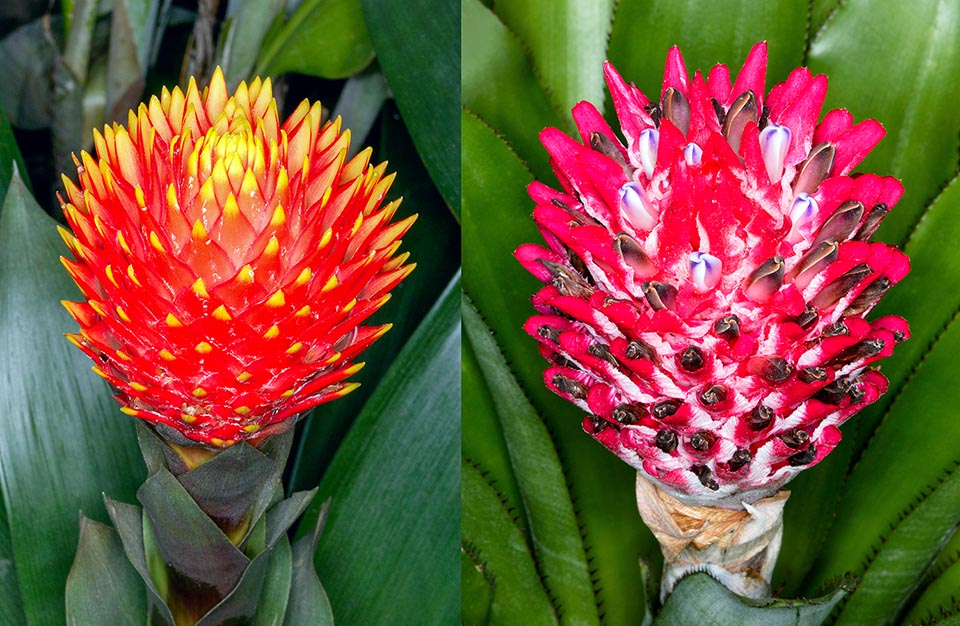 Guzmania conifera, Quesnelia arvensis 