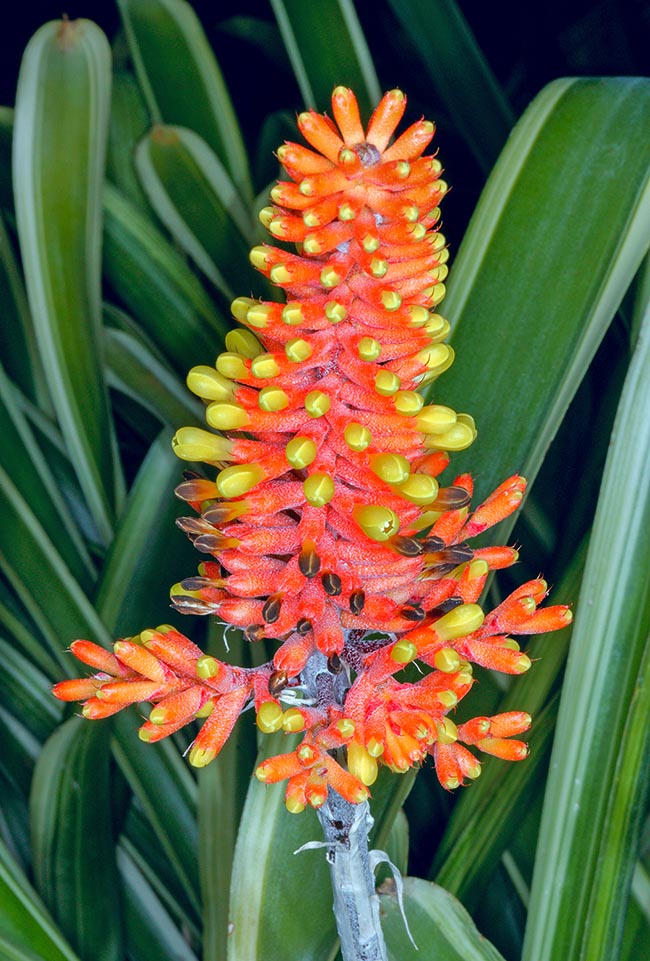 Aechmea caudata