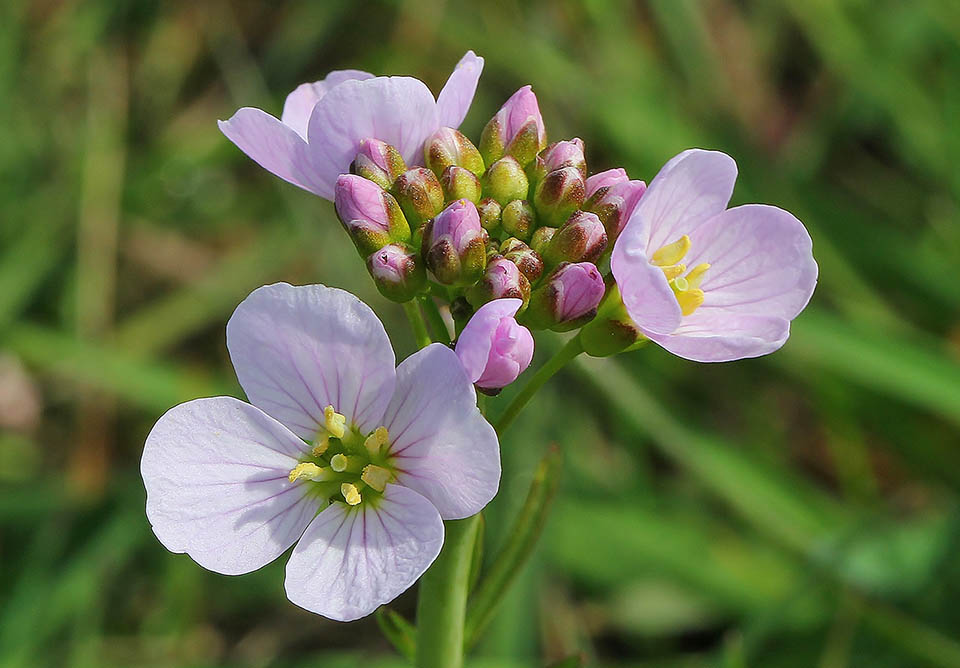 Cardamine pratensis