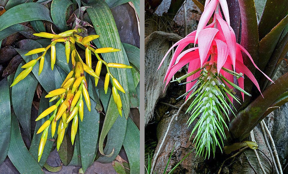 V/84/3 Vriesea botafogensis A gauche Vriesea saundersii. Des feuilles pliées, disposées en rosette, émergent des inflorescences en épis plats, généralement jaunes. A droite, Bilbergia rosea, l’une des plus grandes espèces de la famille. Monocarpique. Longues feuilles disposées en cylindre et inflorescence en panicule retombante. Bractées rose vif et fleurs verdâtres.