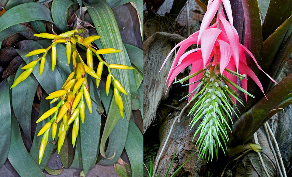 Vriesea saundersii, Bilbergia rosea