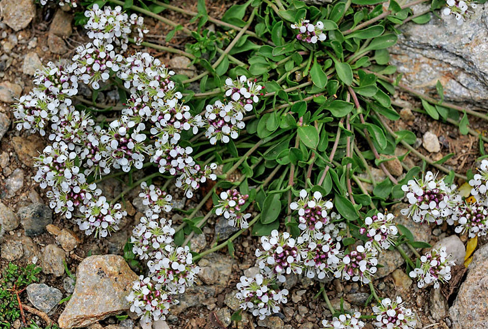 Lepidium hirtum subsp. stylatum