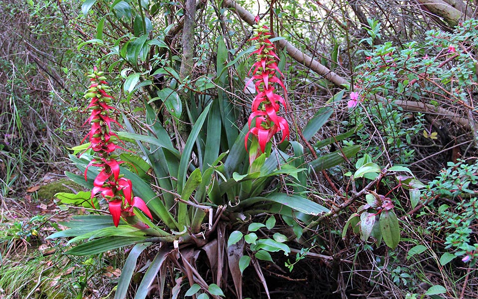 Werauhia ororiensis