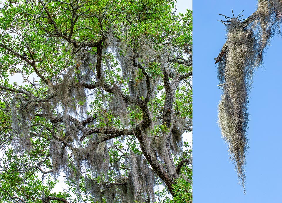 Tillandsia usneoides