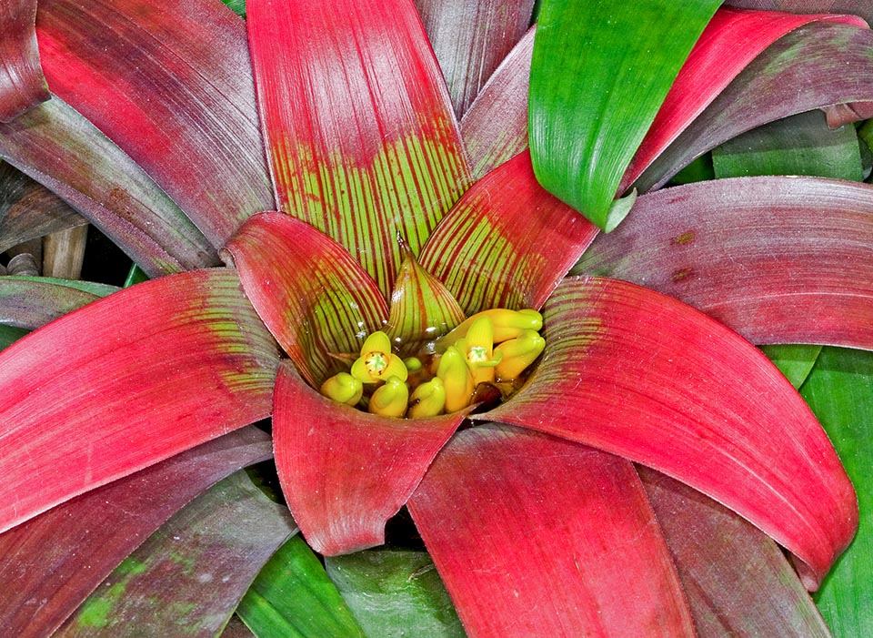 Guzmania sanguinea