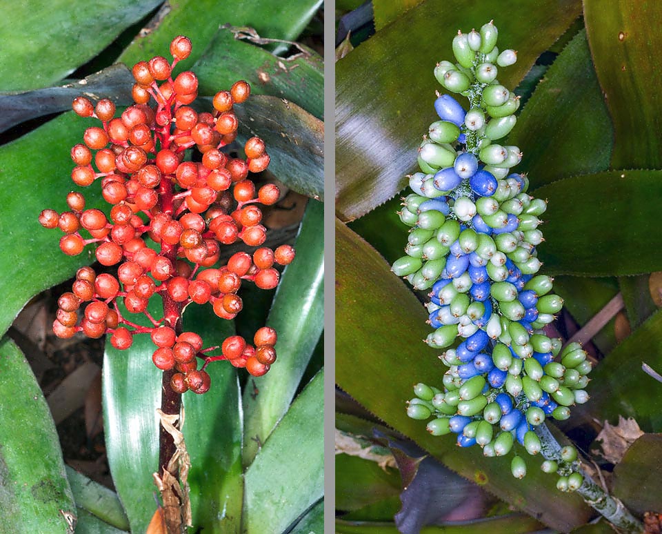 A-387-1 Aechmea fulgens De nombreuses Bromeliaceae produisent des fruits charnus voyants, comme Aechmea fulgens et Aechmea mexicana, pour attirer les oiseaux qui dispersent leurs graines.
