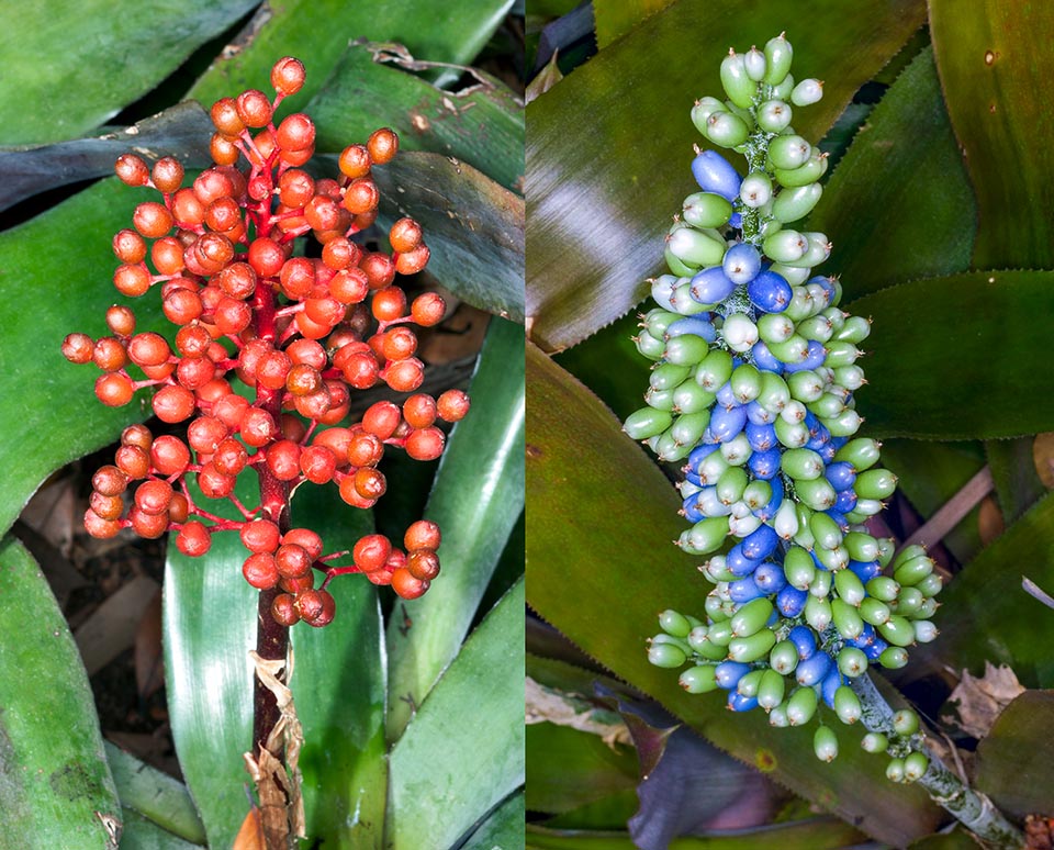 Aechmea fulgens, Aechmea mexicana